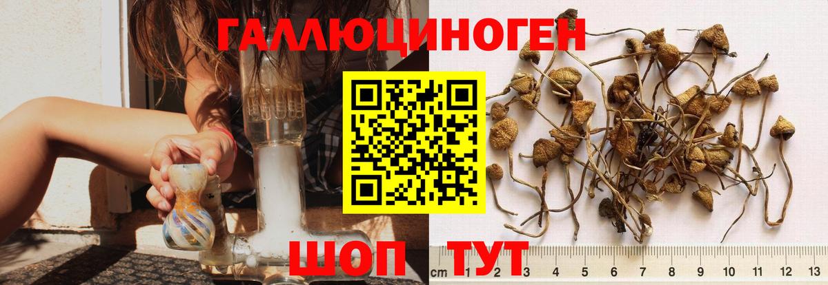 Псилоцибиновые грибы GOLDEN TEACHER Назарово